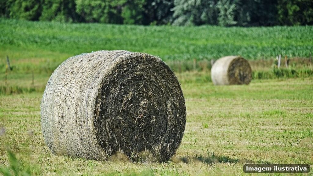 Imagem ilustrativa – agropecuarias