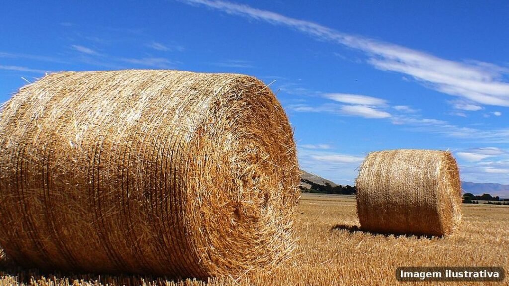 Imagem ilustrativa – agropecuarias