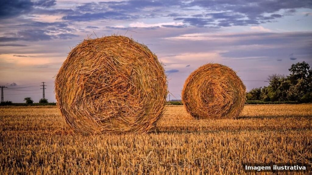 Imagem ilustrativa – agropecuarias