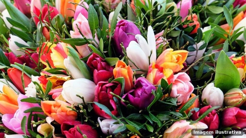 Imagem ilustrativa – floriculturas