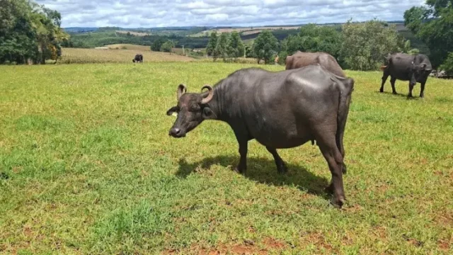 bufalas sao jose