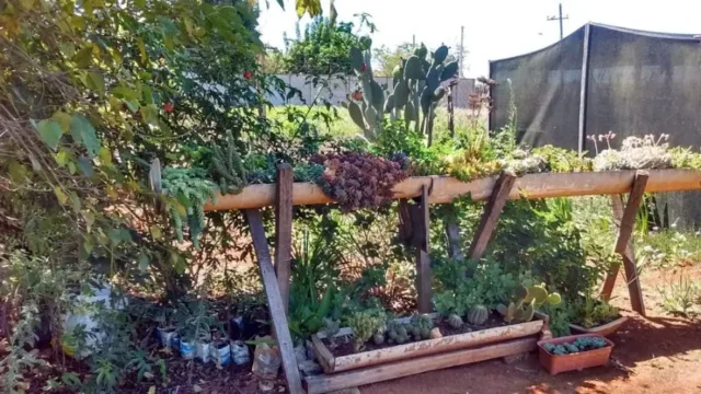chale do verde