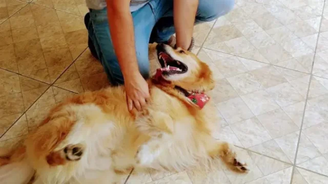 clinica veterinaria espaco animal