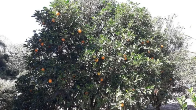 recanto sao benedito