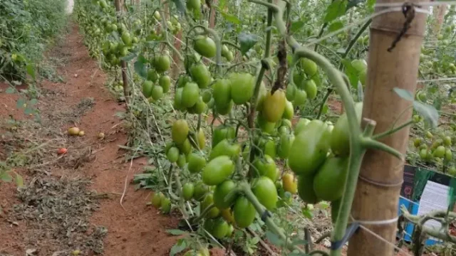 sitio organicos bom jesus