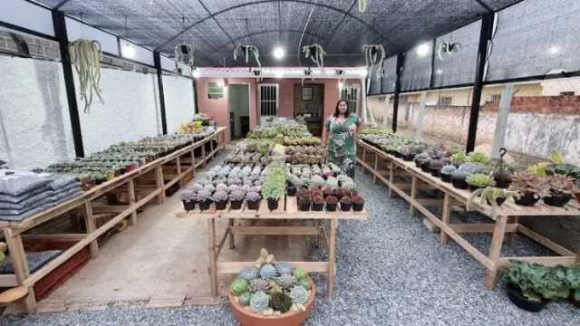 suculentas da joh