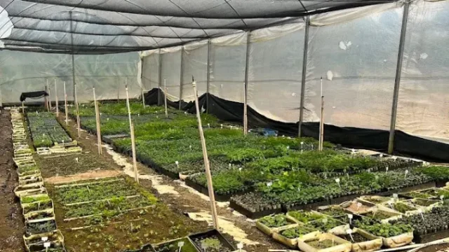 viveiro nativo—cultura ambiental