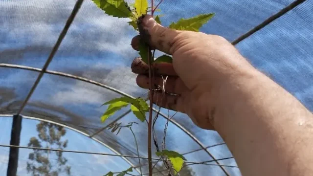 wagner mudas nativas viveiro de plantas